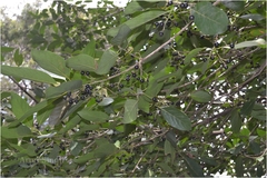 Litsea glutinosa